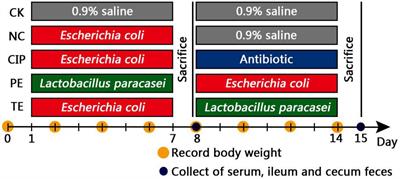 The Probiotic Lactobacillus paracasei Ameliorates Diarrhea Cause by Escherichia coli O8via Gut Microbiota Modulation1